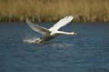 018 Höckerschwan im Flug (Cygnus olor)